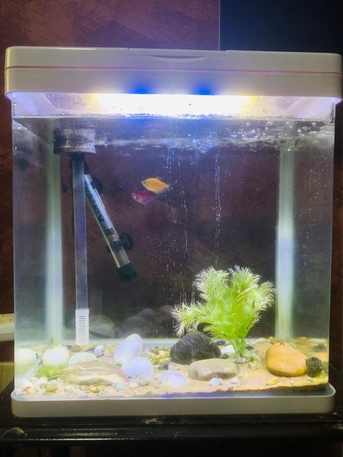 Riyadh, Furniture, SAR 200,  AQUARIUM For Sale