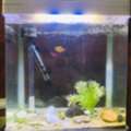 SAR 200,  AQUARIUM For Sale