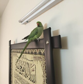 Riyadh, Pet Sitting, R U Looking For Pet Sitting ! Then Why Not Contact Me !