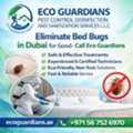 Bed Bugs Treatment In Dubai - Make Your Working Place Bed Bugs Free!