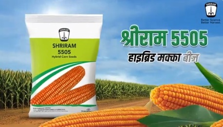 Mumbai, Farm/Garden, Shriram 5505 Hybrid Maize Seeds &ndash; High Yield Corn Variety