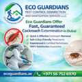 Dubai Cockroach Extermination Services &ndash; Quick & Reliable Solutions