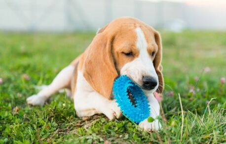 San Francisco, Pet Sitting, Durable & Interactive Dog Toys &ndash; Strong Chew Toys For Active Dogs