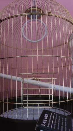 Dammam, Pet Supplies, SAR 625,  12 Budgies/Parakeets For Sale