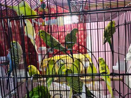 Dammam, Pet Supplies, SAR 625,  12 Budgies/Parakeets For Sale
