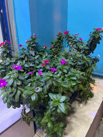 Manama, Daycare, BABY SITTING