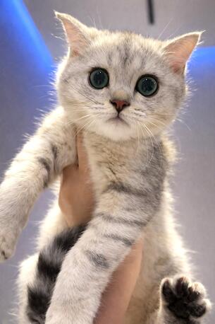 Hidd, Pet Supplies, BHD 150,  Pure Scottish Kitten 2.5 Months Old Fully Trained For Litter Box