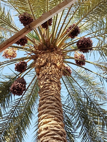 Riyadh, Jobs, شغل نخل كلا فراخ كل شيء معلم