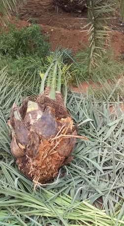 Riyadh, Jobs, شغل نخل كلا فراخ كل شيء معلم