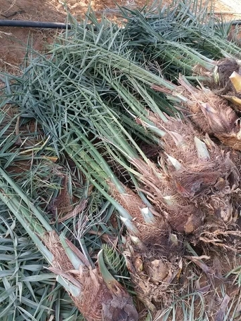 Riyadh, Jobs, شغل نخل كلا فراخ كل شيء معلم