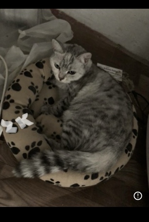 Riyadh, Pet Sitting, Providing Pet Sitting -Services By Picking Up From Your Home N Drop Back Cat, Bird