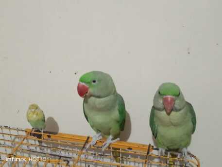 Riyadh, Pet Sitting, Providing Pet Sitting -Services By Picking Up From Your Home N Drop Back Cat, Bird