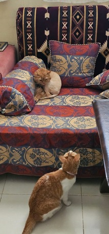 Riyadh, Pet Sitting, Providing Pet Sitting -Services By Picking Up From Your Home N Drop Back Cat, Bird