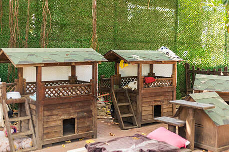 Mumbai, Pet Sitting, Dog Hostel In Bhubaneswar