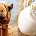 How Is Camel Milk Produced?