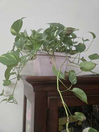 Umm Al Hassam, Farm & Garden, BHD 9,  Healthy Indoor Plants