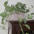 BHD 9,  Healthy Indoor Plants