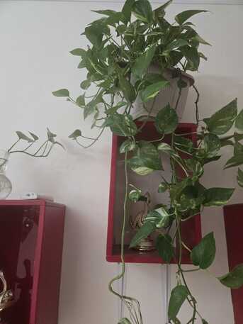 Umm Al Hassam, Farm & Garden, BHD 9,  Healthy Indoor Plants