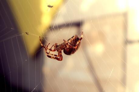 New York, Cleaning, Spider Exterminator In Orange County | Malang Pest Control
