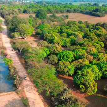 Mumbai, Farm & Garden, INR 6200000,  5.25 Acres Mango Farm For Sale