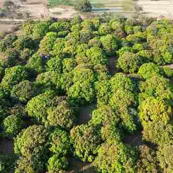Mumbai, Farm & Garden, INR 6200000,  5.25 Acres Mango Farm For Sale