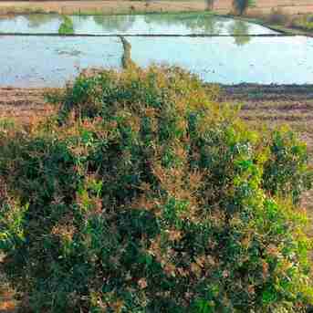 Mumbai, Farm & Garden, INR 6200000,  5.25 Acres Mango Farm For Sale