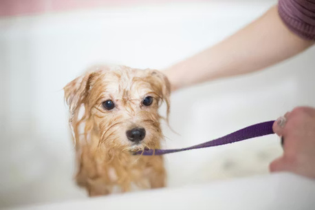 Nagpur, Pet Sitting, Dog Grooming In Nagpur