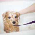 Dog Grooming In Nagpur