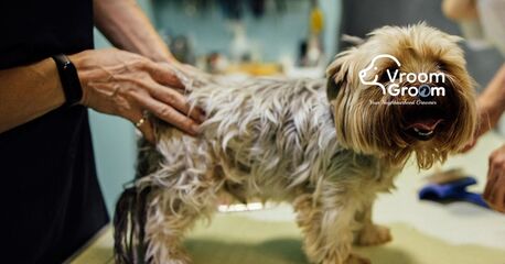 Dubai, Pet Sitting, Book Mobile Pet Grooming In Dubai &ndash; Fast & Easy Scheduling