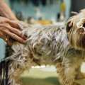 Book Mobile Pet Grooming In Dubai &ndash; Fast & Easy Scheduling
