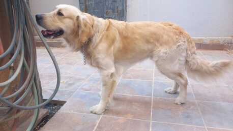 Riyadh, Pet Sitting, Give Golden Retriever For Adoption