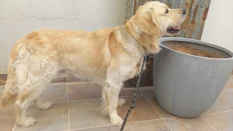 Riyadh, Pet Sitting, Give Golden Retriever For Adoption
