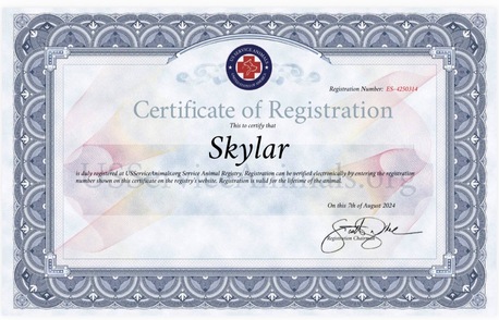 Riyadh, Pet Sitting, Give Golden Retriever For Adoption