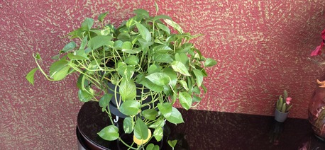 Manama, Furniture, BHD 50,  Sell Local Made, Good Quality Full Bedroom Set In A Very Good Condition, (single Owner).