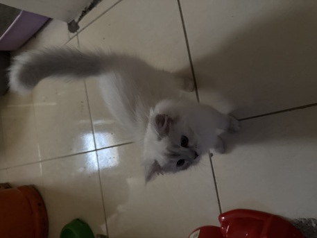 Dammam, Pet Supplies, SAR 500,  Persian Kittens 500 SAR