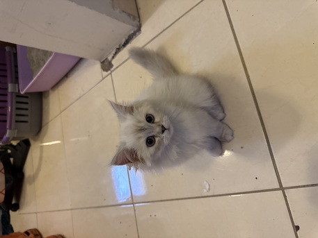 Dammam, Pet Supplies, SAR 500,  Persian Kittens 500 SAR