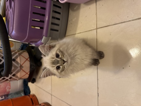 Dammam, Pet Supplies, SAR 500,  Persian Kittens 500 SAR