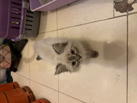 Dammam, Pet Supplies, SAR 500,  Persian Kittens 500 SAR