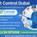 Reliable Pest Control Dubai &ndash; Safe & Professional Service By Concept Pest Control  Content