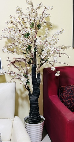 Dammam, Household Items, SAR 60,  Big Beautiful Flower Tree For Sale (Height Six Feet)