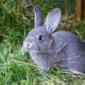 Free Adoption For Indoor Lovely Bunny