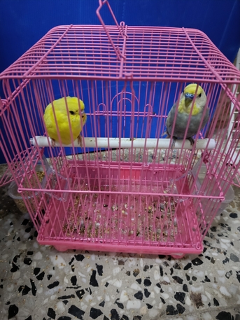 Dammam, Pet Supplies, SAR 100,  Budgerigars (Budgies) 🐦 Healthy, Active, And Adorable! Price: 100 SAR/Pair. DM Me If Inte