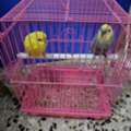 SAR 100,  Budgerigars (Budgies) 🐦 Healthy, Active, And Adorable! Price: 100 SAR/Pair. DM Me If Inte