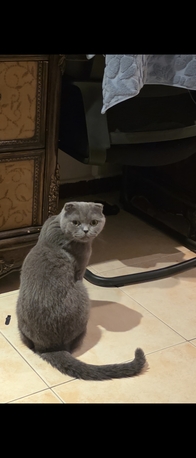 Dammam, Pet Supplies, SAR 1,  ADOPTION
