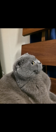 Dammam, Pet Supplies, SAR 1,  ADOPTION