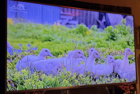 Jeddah, Electrical & Plumbing, SAR 1400,  75 &ldquo; Smart LED TV Nikai, Very Less Use. Excellent Condition, With Box.