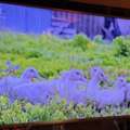SAR 1400,  75 &ldquo; Smart LED TV Nikai, Very Less Use. Excellent Condition, With Box.