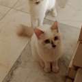 Two Persian Cats For Free Adoption