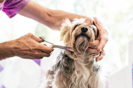 Mumbai, Pet Sitting, Dog Grooming In Bhubaneswar