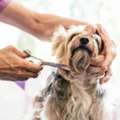 Dog Grooming In Bhubaneswar